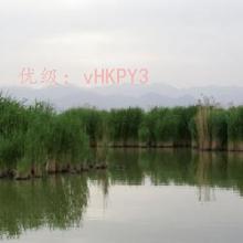 ˫